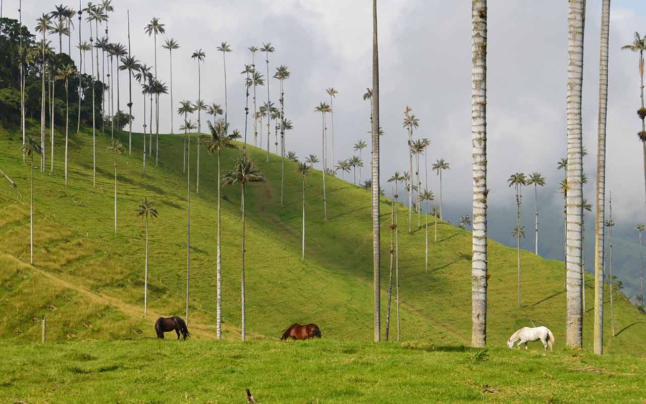 horses in cocora valley colombia