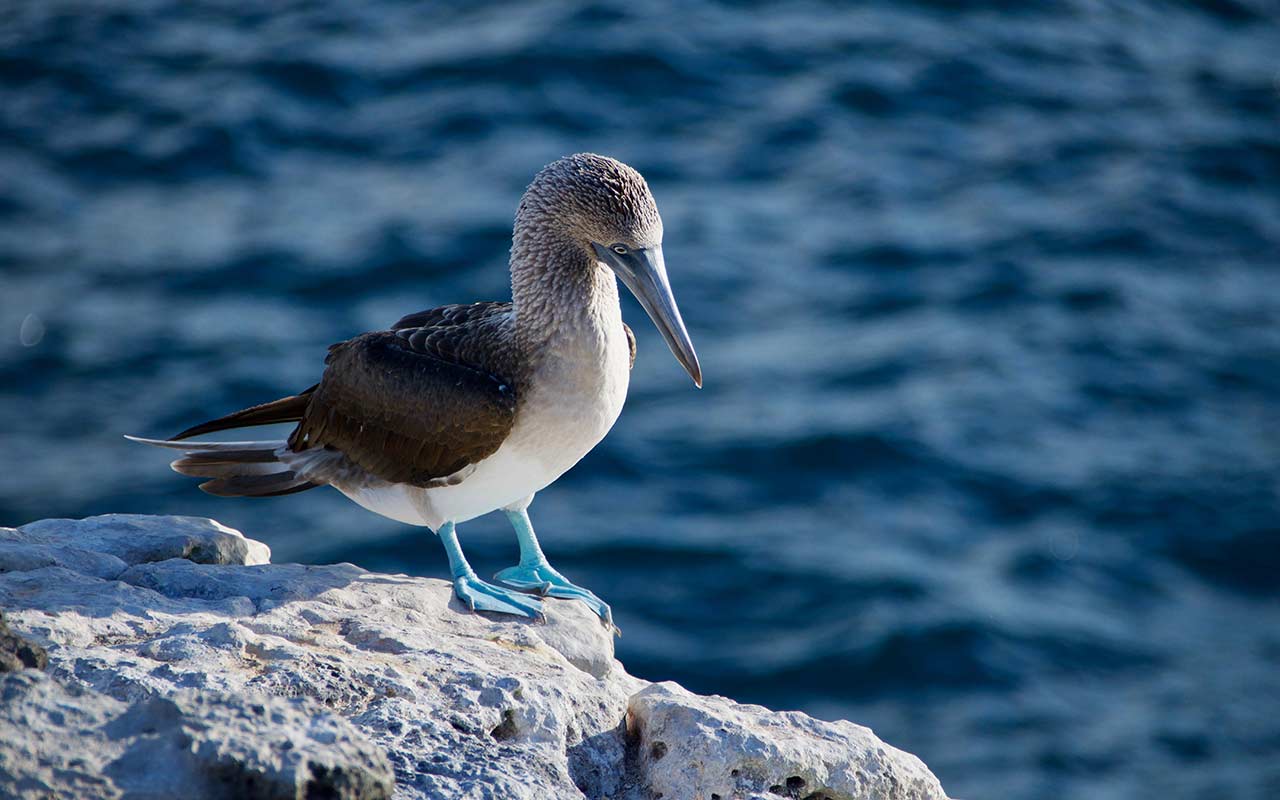 A blue-footed booby taking rest at a rock in Gálapagos Islands