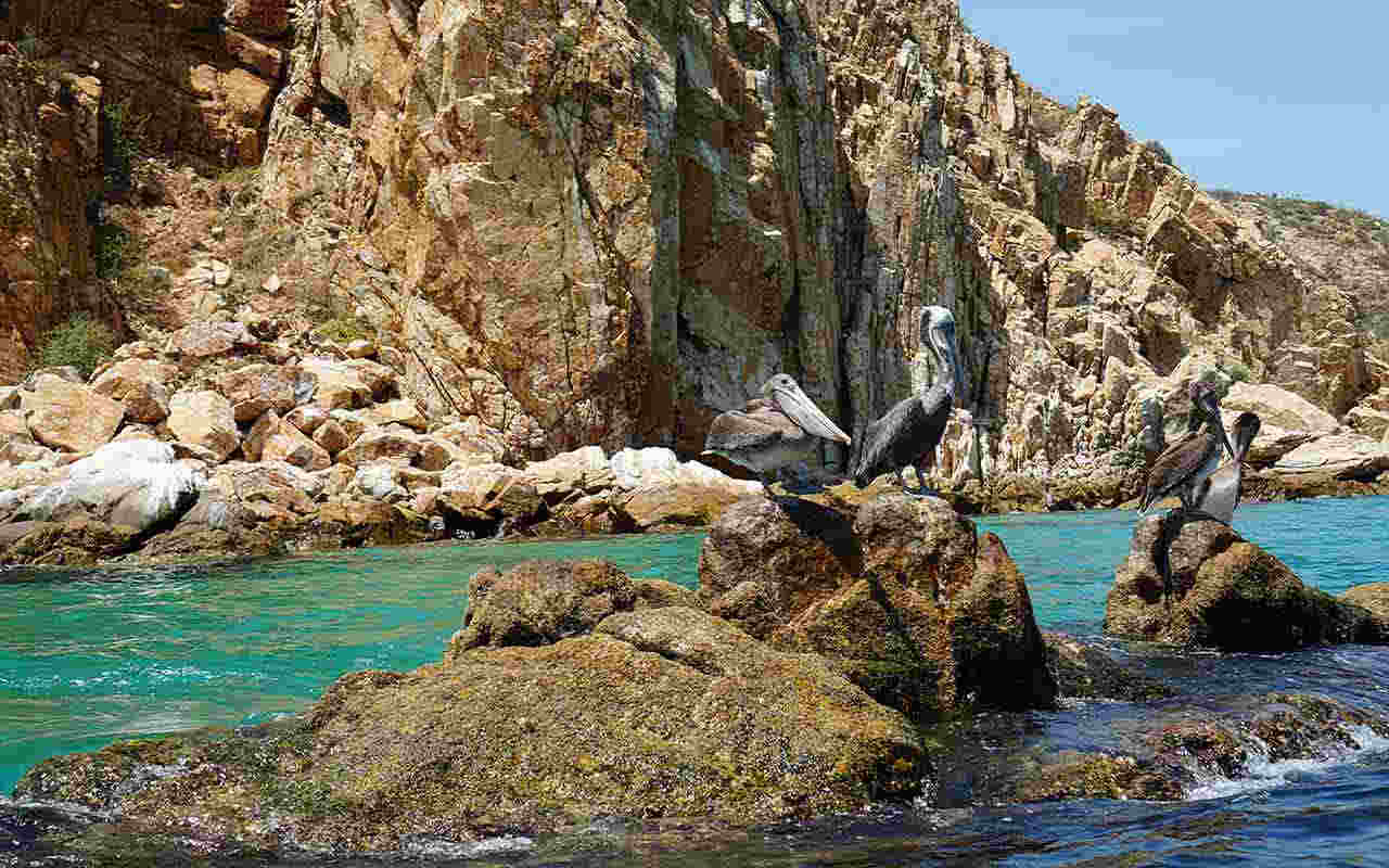 Brown Pelicans in Sea of Cortez located at Los Cabos, Baja California Sur, Mexico