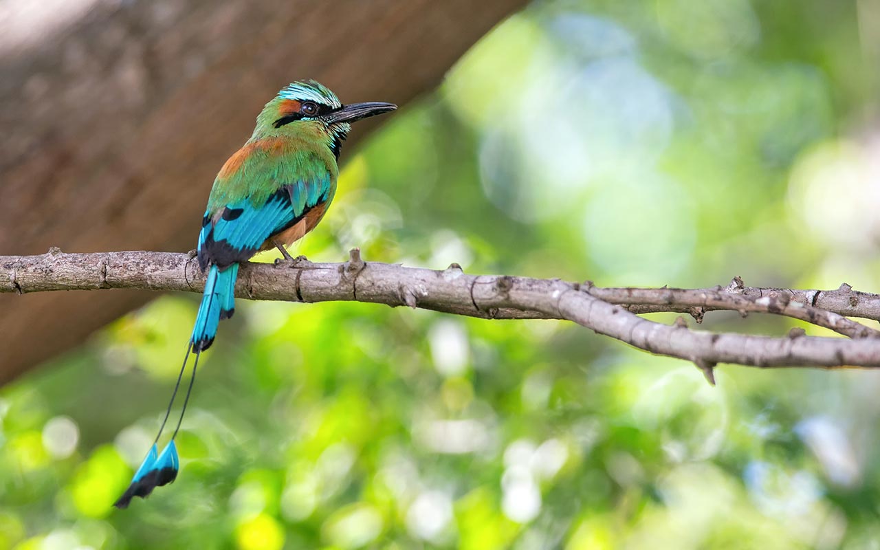 Turquoise-Browed Motmot otherwise known as Guadabarranco or Torogoz, is the national bird of Nicaragua at Bosowas Biosphere Reserve