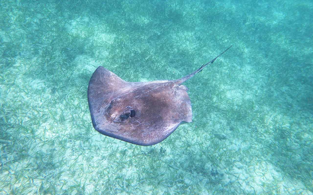 A stingray in Hol Chan Marine Reserve, Belize