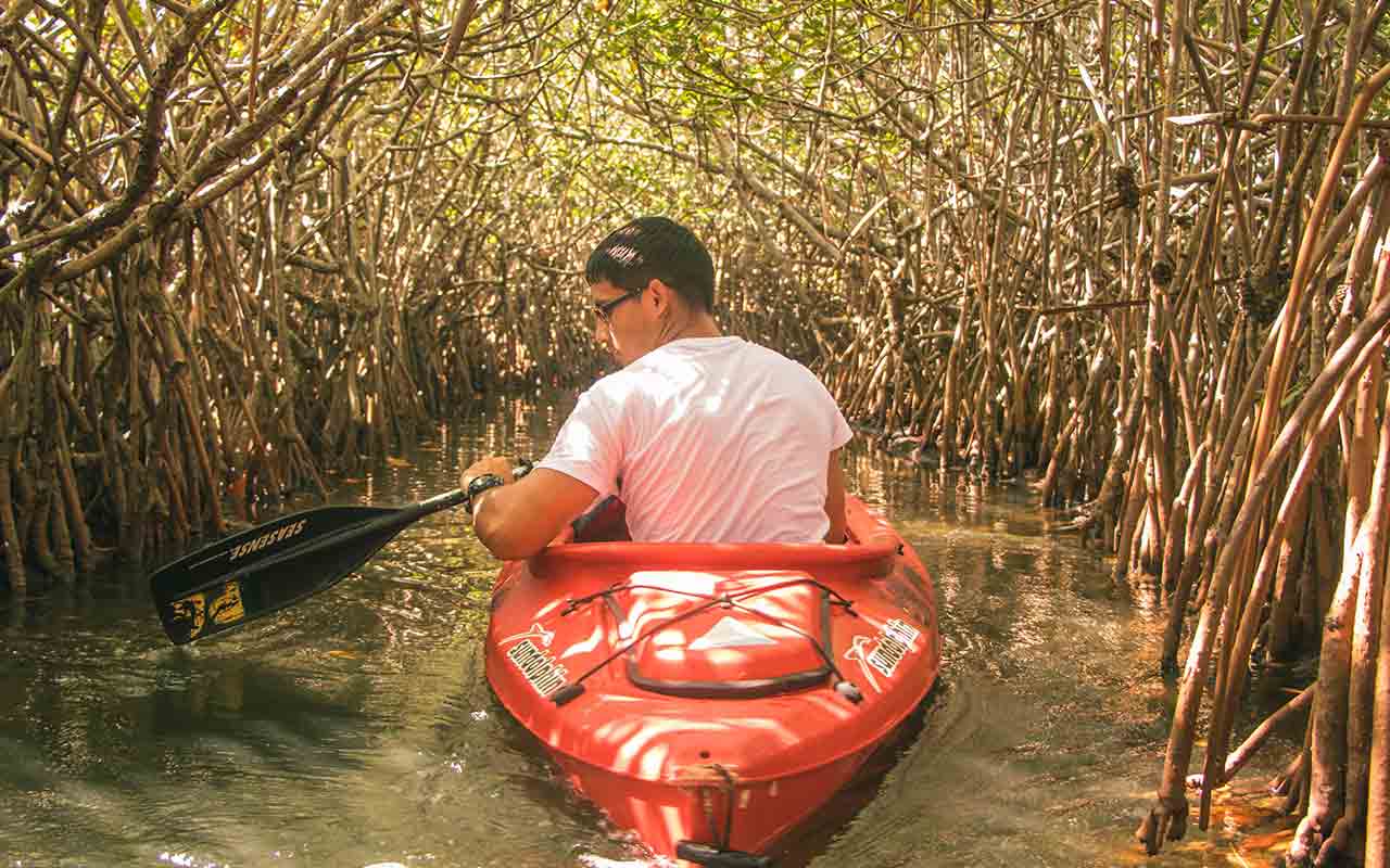 A tourist kayaking through the mangroves of Hopkins