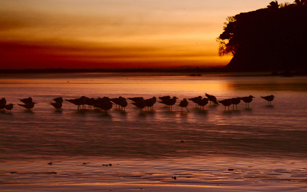 Seabirds during sunrise at Santa Catalina, Panama