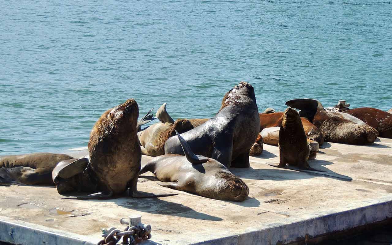 Sea lions enjoying the sun in Valdivia river