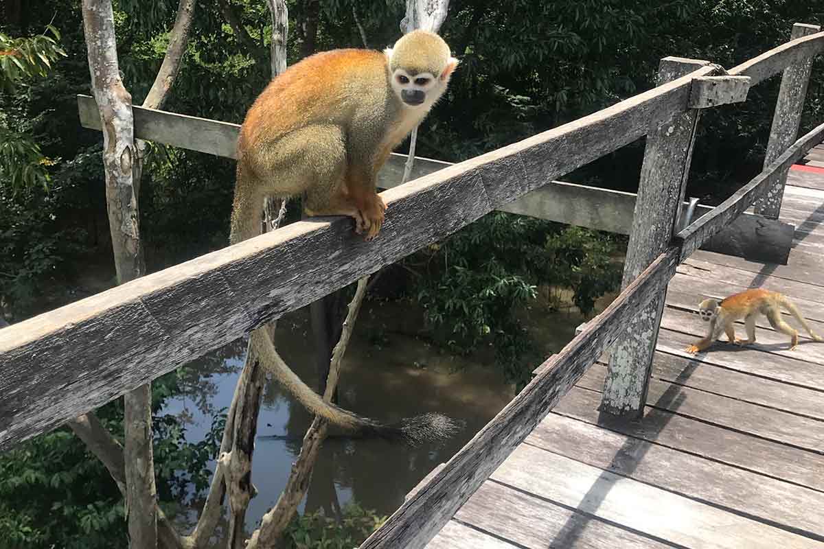 monkey in south america