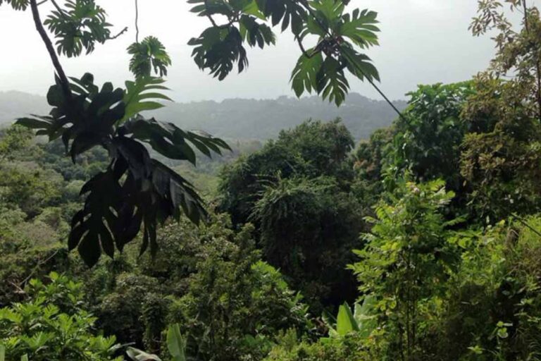 Maricao Jungle, Puerto Rico