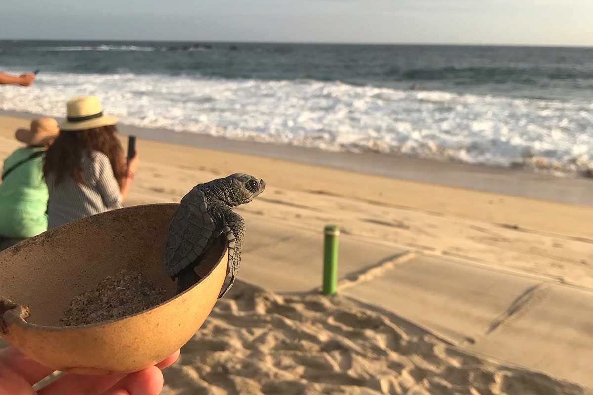 turtle release puerto escondido