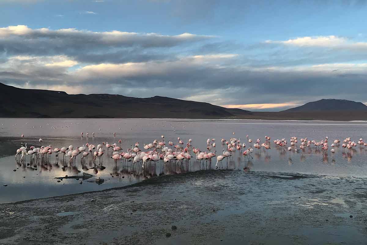 hedionda lagoon bolivia review