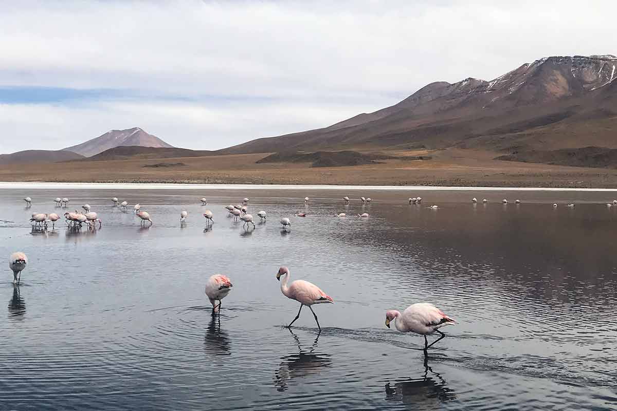 hedionda lake flamingos bolivia