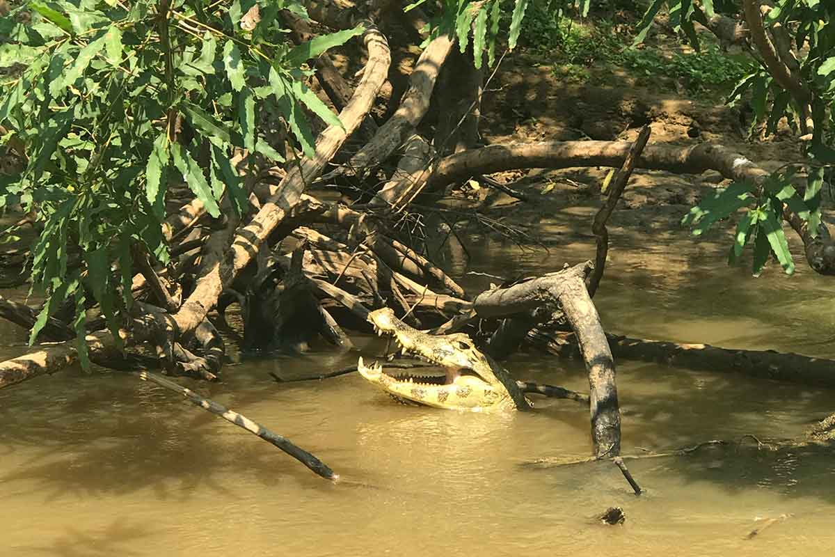 caiman amazon jungle bolivia