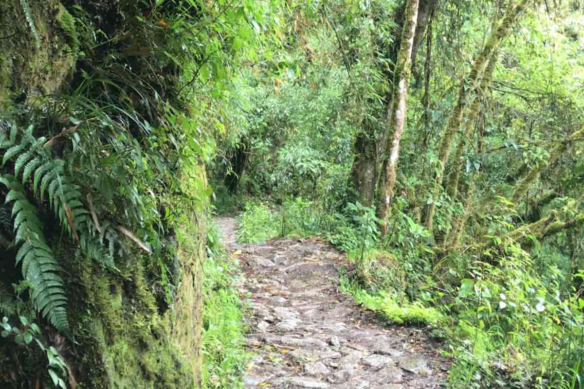 green jungle inca trail peru